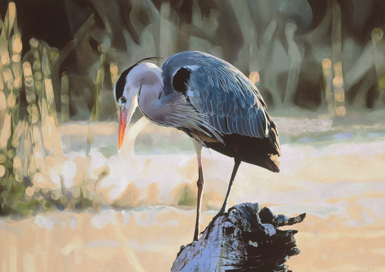 GREY HERON - AFRICAN MORNING