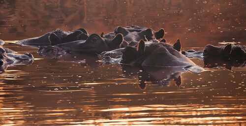 HIPPO POOL