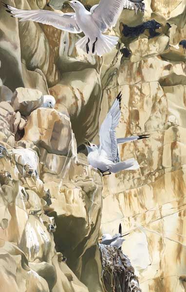 KITTYWAKE CLIFFS