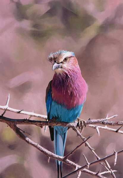 LILAC BREASTED ROLLER