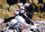 There is no collective noun for Puffins