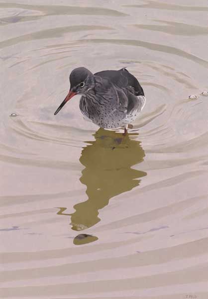 REDSHANK WADING