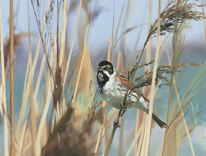 REED BUNTING
