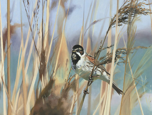 REED BUNTING