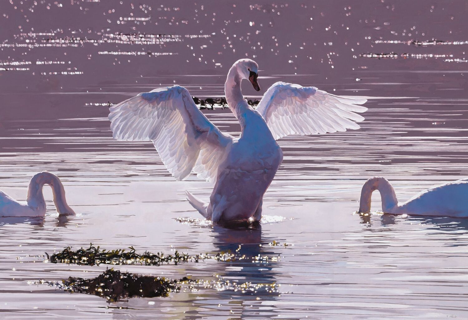 SWANS AT ARDOCh