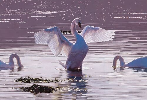 SWANS AT ARDOCh