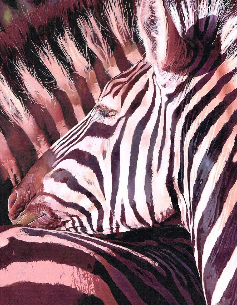 ZEBRAS - EARLY MORNING LIGHT