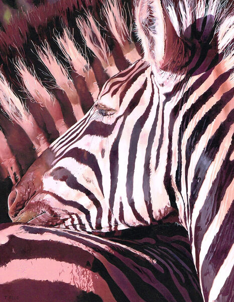 ZEBRAS - EARLY MORNING LIGHT