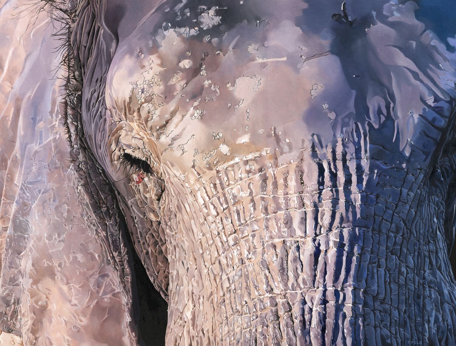 Elephant's eye