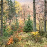 Autumn colour, Glen Coe