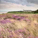 Heather and grass, Dunwich Heath