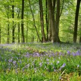 Kingswood Bluebells