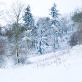 Soakham Woods, Winter panoramic