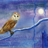 Owl by Moonlight