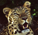 African Leopard