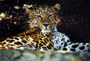 African Leopard