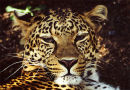 African Leopard