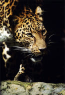 African Leopard