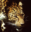 African Leopard