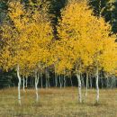 Aspen new
