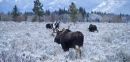 Bull Moose
