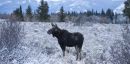 Moose
