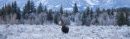 Bull Moose