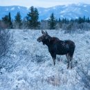 Moose at Moose