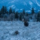Moose at Moose