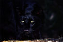 Panther