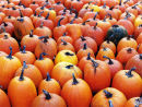 Pumpkins