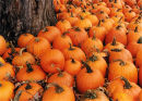 Pumpkin Tree!
