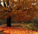 Tree & Pumpkins