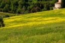 Wild Flowers near Sant'Antimo