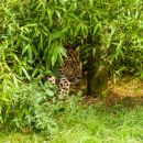 Amur Leopard