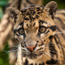 Clouded Leopard
