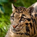 Clouded Leopard