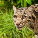 Clouded Leopard