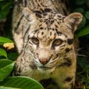 cloudedleopard4