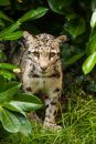 Clouded Leopard