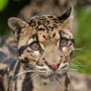 Clouded Leopard
