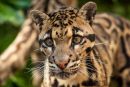 Clouded Leopard
