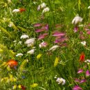 Wild Flowers near Sant'Antimo