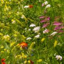 Wild Flowers near Sant'Antimo