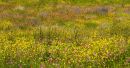 Wild Flowers near Sant'Antimo