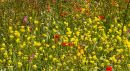 Wild Flowers near Sant'Antimo