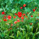 Poppies near Gladiator Fields