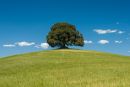 Single Tree on Road to Buenconvento