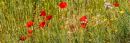 Poppies near Sant'Antimo