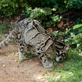 Snow Leopard